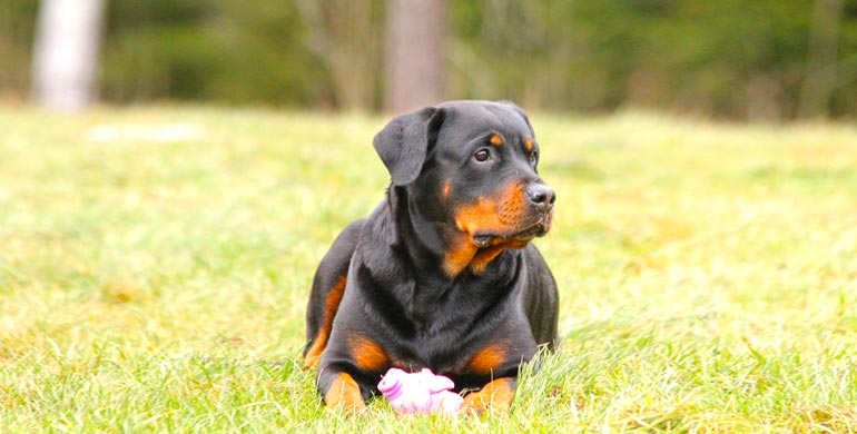 Rottweiler