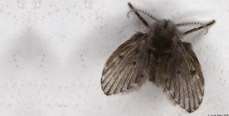 Leishmaniose