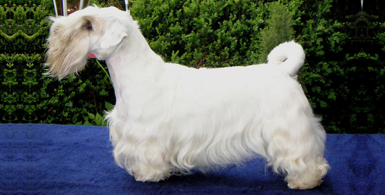 Sealyham Terrier