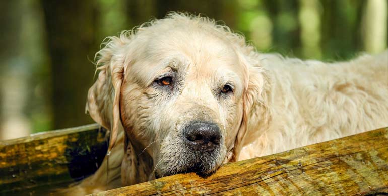 Senioren-Hundefutter für die Hundegesundheit im Alter