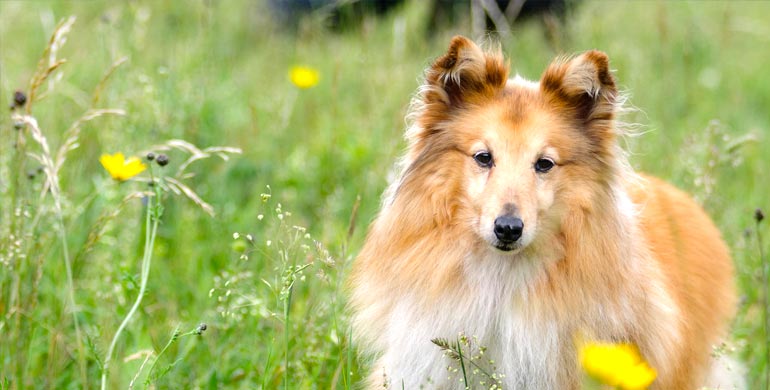 Shetland Sheepdog