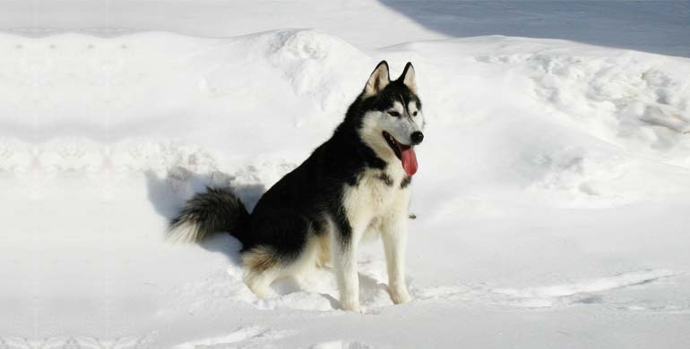 Sibirischer Husky