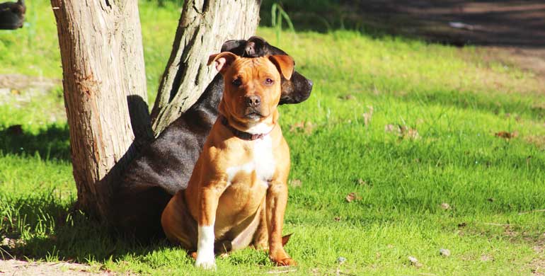 Staffordshire Bullterrier