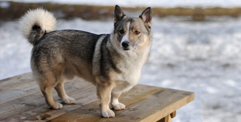 Swedish Cattle Dog