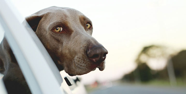 Hundeaugen Krankheiten