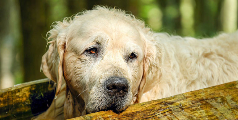 5 Tipps, um den Alltag eines alten Hundes zu erleichtern