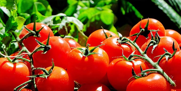 Ernährung in Tomaten