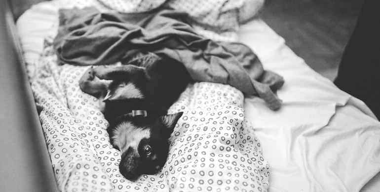 Ursachen für das Urinieren von Hunden auf Ihrer Matratze und wie Sie diese überwinden können