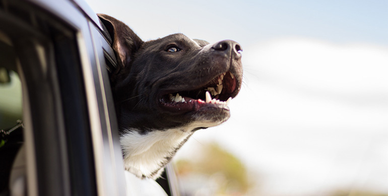Wenn man mit dem Hund verreist, dann ist das Auto mit Abstand das häufigste Transportmittel. Vierbeiner im Auto