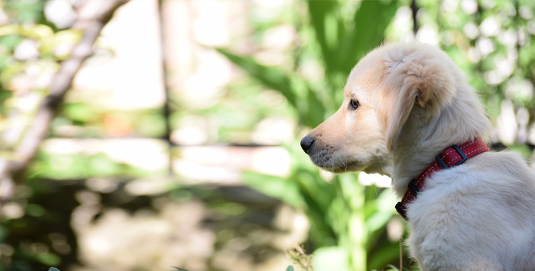 Warum bellen Hunde