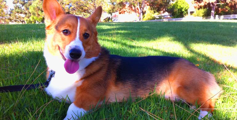 Welch Corgi Pembroke Welch Corgi Pembroke