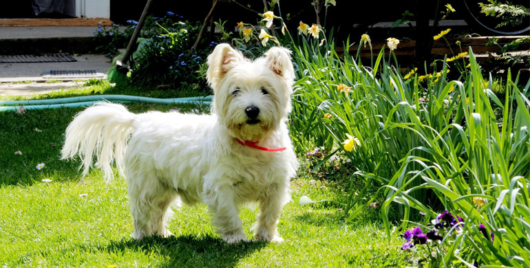 Westie