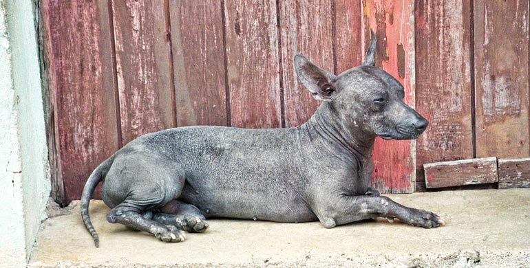 Xoloitzcuintle