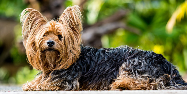 Yorkshire Terrier