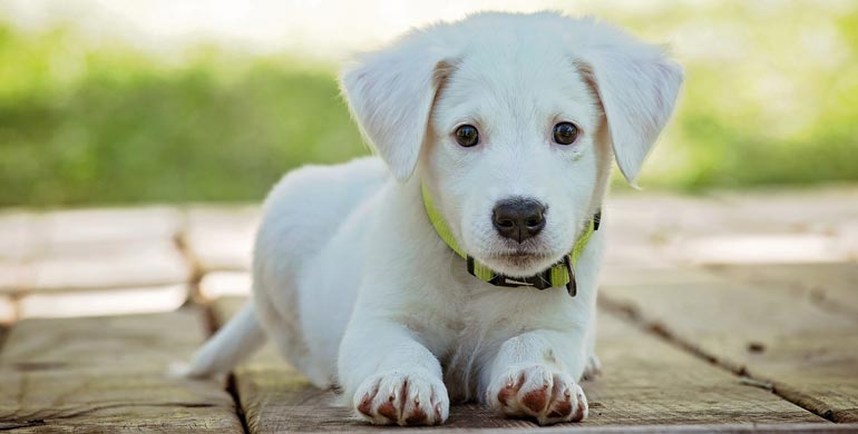 Hund vom Züchter