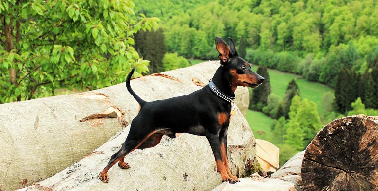 Zwergpinscher Zwergpinscher