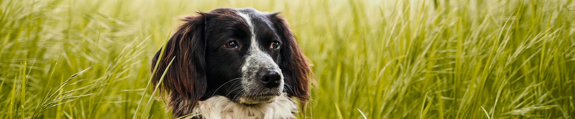 Gesundheit Weil Ihr Hund es Ihnen wert ist