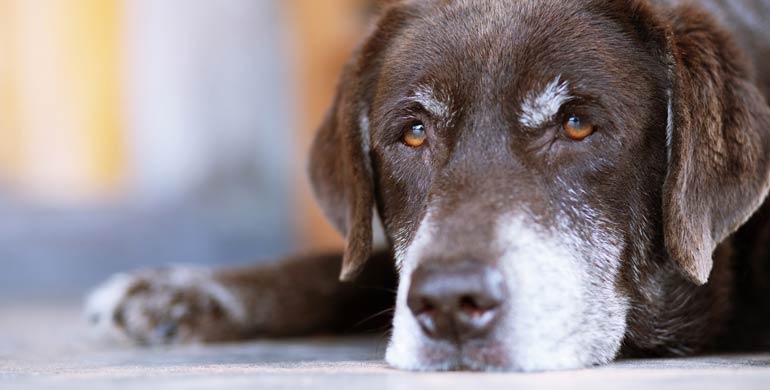 5 Gelenk Zusatzstoffe für ältere Hunde 5 Gelenk Zusatzstoffe für ältere Hunde