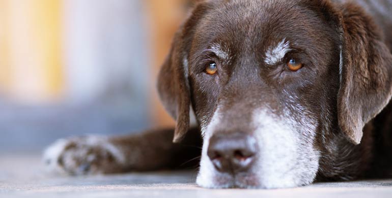 5 Gelenk Zusatzstoffe für ältere Hunde