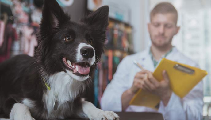 7 Hundeallergie-Symptome, auf die man achten sollte