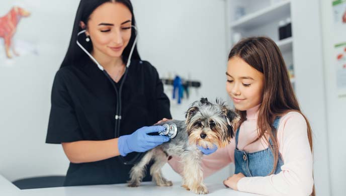 Anämie aufgrund vergrößerter Blutzellen bei Hunden Anämie aufgrund vergrößerter Blutzellen bei Hunden