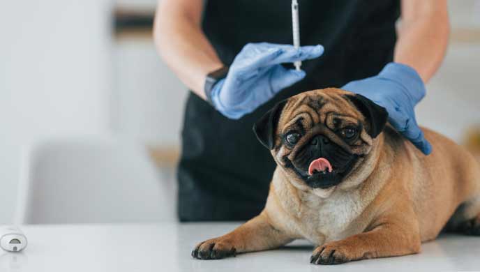 Erkrankungen der unteren Harnwege bei Hunden - Was Sie wissen sollten