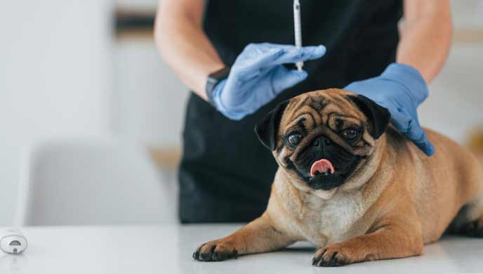 Erkrankungen der unteren Harnwege bei Hunden - Was Sie wissen sollten Erkrankungen der unteren Harnwege bei Hunden - Was Sie wissen sollten