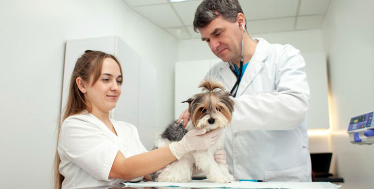 Abnormaler Durchgang zwischen Arterie und Vene bei Hunden Abnormaler Durchgang zwischen Arterie und Vene bei Hunden