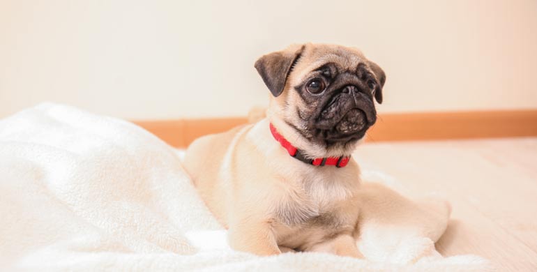 Abnorme Wucherungen im Unterdarm von Hunden Abnorme Wucherungen im Unterdarm von Hunden