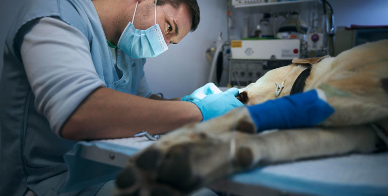 Abtreibung bei Hunden Abtreibung bei Hunden
