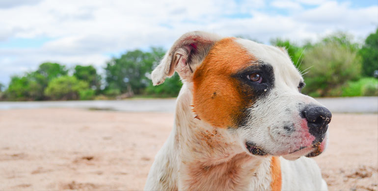 Listenhunde Listenhunde
