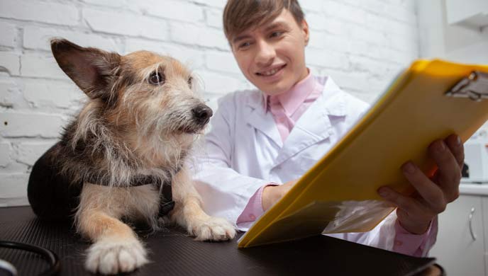 Anaphylaxie bei Hunden Anaphylaxie bei Hunden