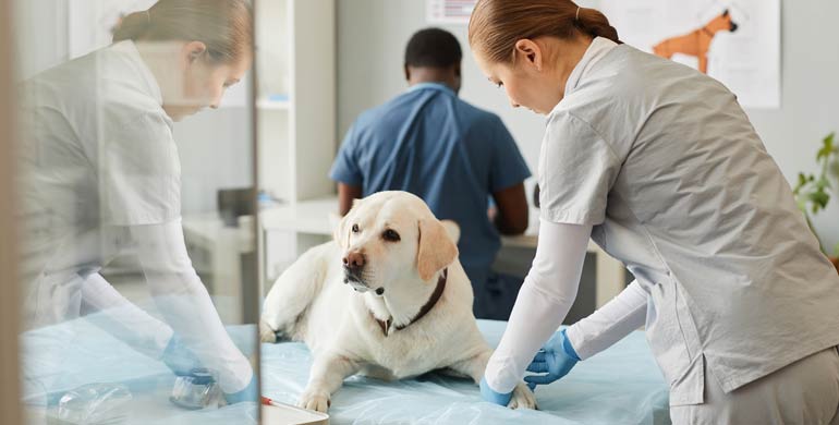 Antibiotikaresistente Infektionen bei Hunden