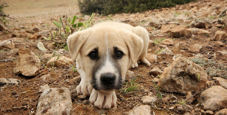 Anzeichen von Angst bei Hunden und Welpen