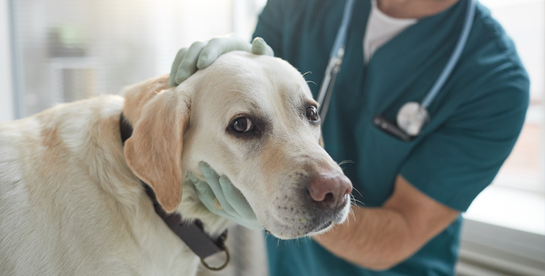 Arthritis mehrerer Gelenke bei Hunden