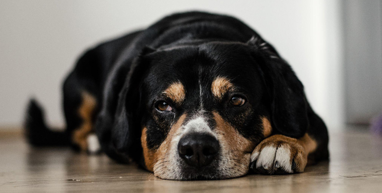Arthrose bei Hunden: Einfache Mittel zur Schmerzlinderung