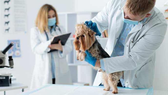 Aspirationspneumonie bei Hunden