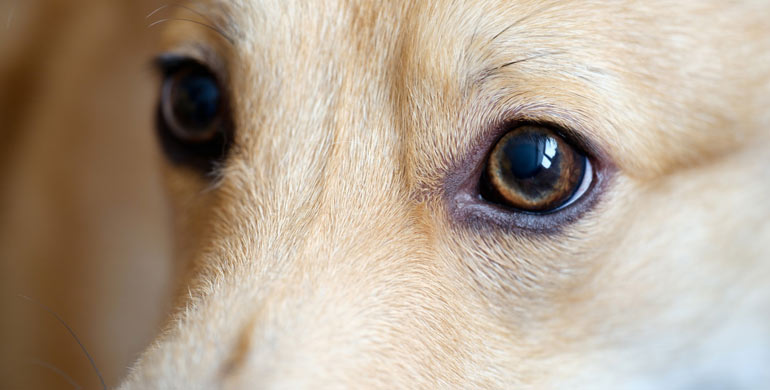 Was ist zu tun, wenn die Augen Ihres Hundes rot sind?