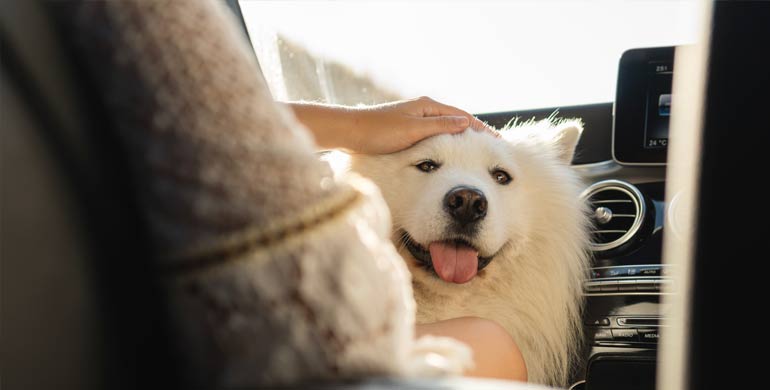 Die häufigsten Auslöser für Überhitzung bei Hunden im Sommer Die häufigsten Auslöser für Überhitzung bei Hunden im Sommer