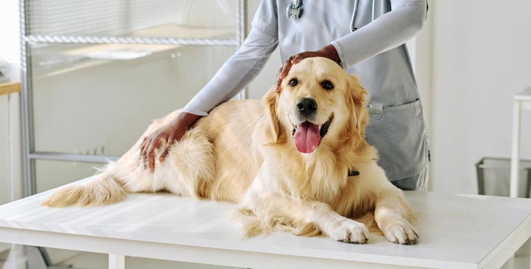 Bakterielle Infektion (Metritis) der Gebärmutter bei Hunden Bakterielle Infektion (Metritis) der Gebärmutter bei Hunden