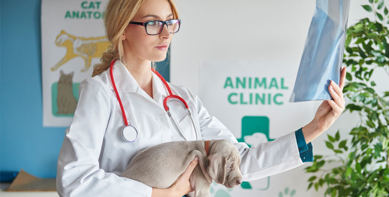 Bandscheibenerkrankung bei Hunden Bandscheibenerkrankung bei Hunden