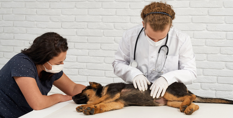 Bauchfellentzündung beim Hund Bauchfellentzündung beim Hund