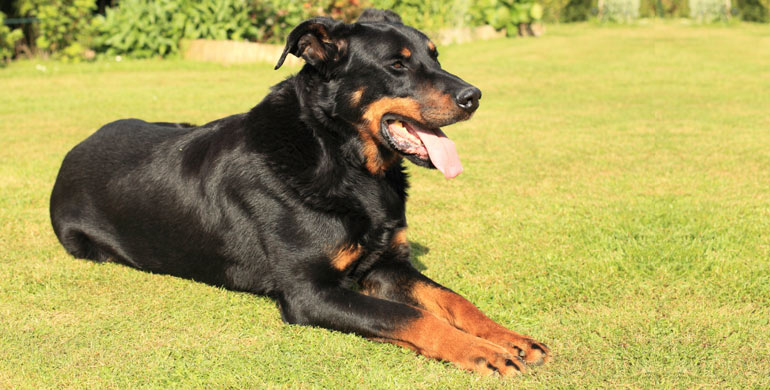 Beauceron - Rasseportrait Beauceron - Rasseportrait