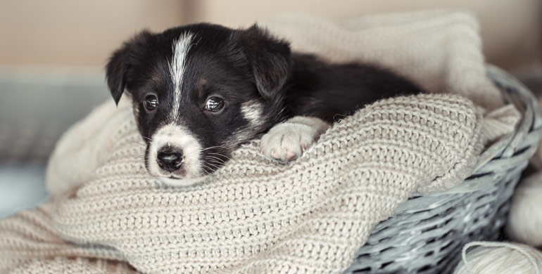 Geburtsschwierigkeiten bei Hunden