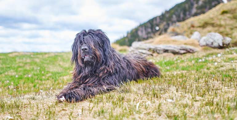 Bergamasker Hirtenhund - Rasseportrait Bergamasker Hirtenhund - Rasseportrait