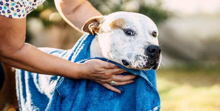 Blaue Haut und Schleimhäute bei Hunden