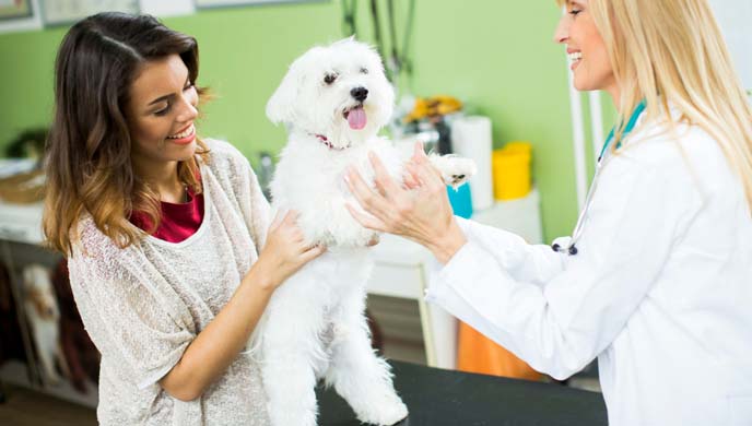 Blutgerinnsel in der Aorta bei Hunden Blutgerinnsel in der Aorta bei Hunden