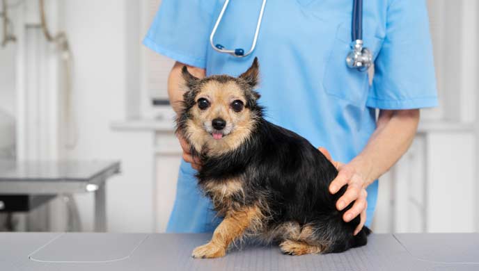 Brachycephalic Airway Syndrome bei Hunden