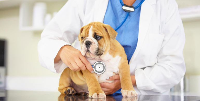 Braucht Ihr Hund eine Impfung gegen Zwingerhusten?