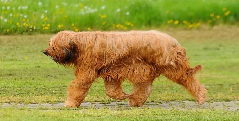 Briard - Rasseportrait Briard - Rasseportrait